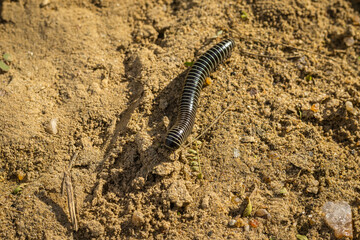 Rhythmic movement: a black and white millipede in its natural environment