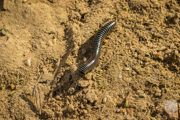 The world in miniature: a detailed photograph of a crawling arthropod