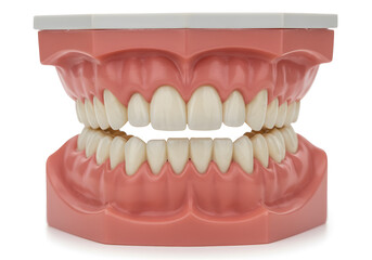 Obraz premium Model human jaw with teeth