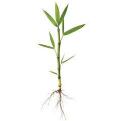 Vibrant green bamboo shoot with intricate root system, showcasing natural growth and healthy plant development, perfect for organic concepts and wellness themes.