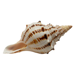 Naklejka premium Discover the intricate beauty of a natural spiral seashell, showcasing delicate brown patterns on a pristine white surface, perfect for evoking coastal charm and natural wonder in your designs.