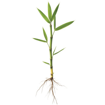 Fototapeta Vibrant green bamboo shoot with intricate root system, showcasing natural growth and healthy plant development, perfect for organic concepts and wellness themes.