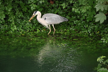 Fischreiher mit Fisch