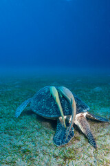 Egypt, Marsa Alam, Abu Dabab, Green Sea Turtle (Chelonia mydas) with Remora (Remora brachyptera)