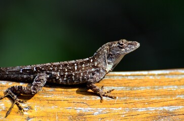 Lizard on a pier

