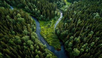 High-angle view of a winding river flowing through a dense forest. Lush green trees surround a dark ribbon of water