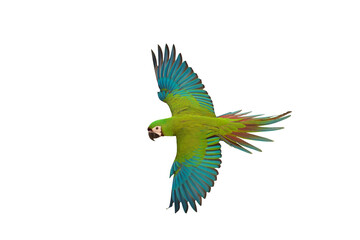Chestnut-fronted macaw parrot flying isolated on transparent background png file