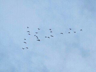 Flying bird in evening sky