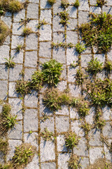 荒れた公園の道