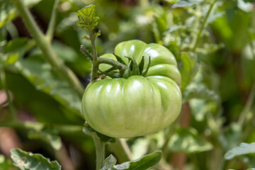 Green tomato