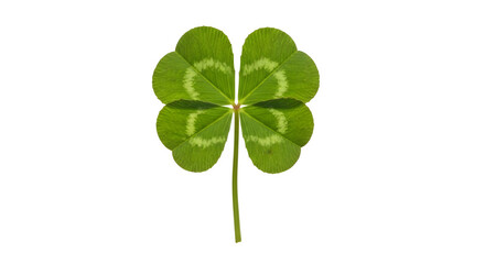 Vibrant green four leaf clover isolated on a white background.
