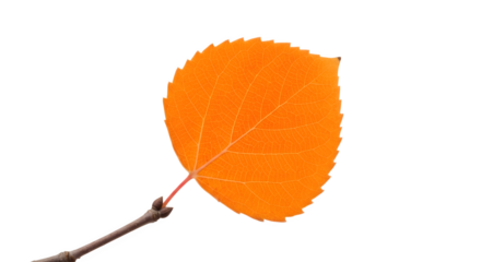 Vibrant orange leaf on a branch isolated on white background autumn season.