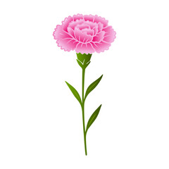 Carnation Flower