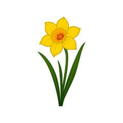 Daffodil Flower