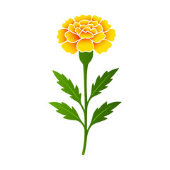 Marigold Flower