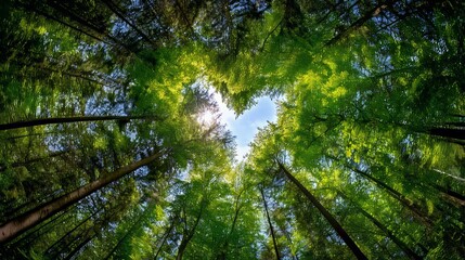 Inspirational Nature Scene of Green Forest Canopy with Heart Shape and Bright Sky