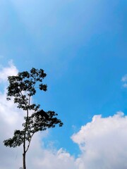 tree and sky
