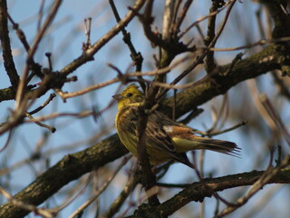yellowhammer