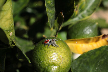 A small spider sits on the fruit of an unripe lemon. The spider is sitting sideways to the photographer. The photo was taken in close-up