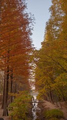 Maple trees in autumn