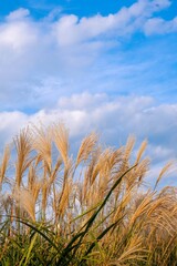 Silver grass in autumn