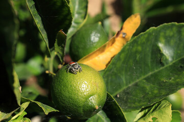 A spider sits on a citrus tree and looks at the photographer. The spider's eyes, paws and body are clearly visible. The photo was taken in close-up. California. 2024