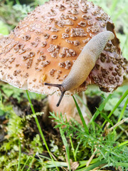 a slug is sitting on a toadstool mushroom in the forest among the grass