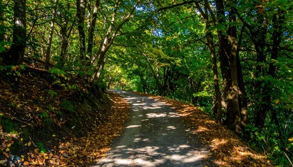 Obraz premium Forest path, sunlight dappled