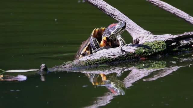 A Red-eared Slider turtle climbs onto a wooden log from the water, perpendicular to the camera lens, on a sunny summer day.
