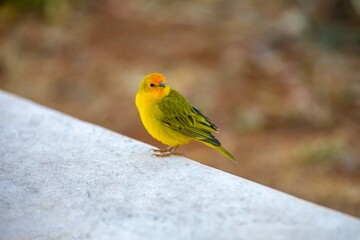 Canary-of-Terra, Sicalis Flaveola L., small Brazilian yellow bird of very Arministic and relaxing singing present in cities and interior. Canário da terra