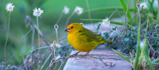 Canary-of-Terra, Sicalis Flaveola L., small Brazilian yellow bird of very Arministic and relaxing singing present in cities and interior. Canário da terra