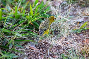 Canary-of-Terra, Sicalis Flaveola L., small Brazilian yellow bird of very Arministic and relaxing singing present in cities and interior. Canário da terra