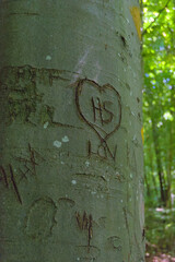 A heart with initials is carved into the smooth, gray bark of a beech tree in a forest on a sunny...