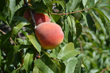 Beautiful, colorful nature, natural farming. Orange juicy ripe peach fruits with red spots with long green leaves growing on peach branches.