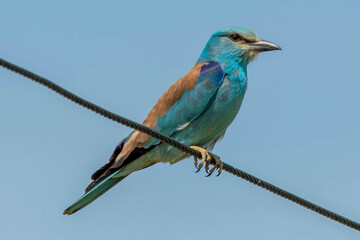 Ghiandaia marina (Coracias garrulus)