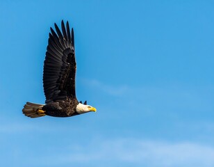Obraz premium Bald eagle soaring against a vibrant blue sky