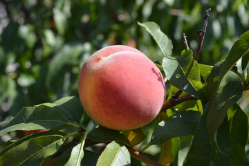 Beautiful, colorful nature, natural farming. Orange juicy ripe peach fruits with red spots with long green leaves growing on peach branches.