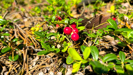 Red cranberries growing in a forest.
