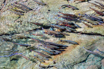 知床忠類川サクラマス