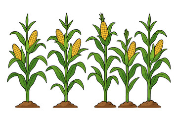 Vector cartoon corn stalks with ripe cobs in a plantation field. Maize crop illustration for agriculture, farming, and harvest concepts. Organic sweetcorn food set isolated.