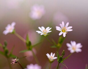 Delicate white flowers in soft focus (1)