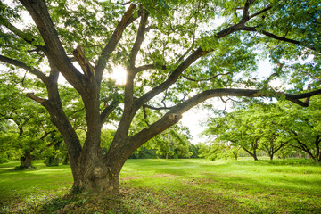 Big tree in the garden with beautiful spreading branches and sunlight shining through the leaves. Natural scenic background symbolizing growth, life, and tranquility.