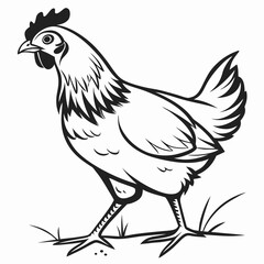 rooster isolated on white background