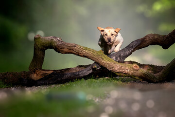 Hund (gelber Larbedor Rüde) kommt in hoher Geschwindigkeit aus dem nebeligen Wald und springt...