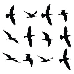 Flying Bird Silhouettes Collection – Set of Bird Shapes in Flight