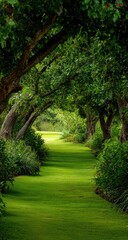 Obraz premium Lush green pathway arching under a canopy of full, leafy trees, leading to a bright, sunlit area beyond