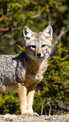 Obraz premium Fox in natural habitat