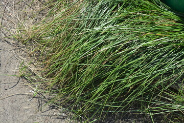Bright colorful nature, lush long green grass with thin leaves and dry trunks grows in large waves, bunches on the ground.