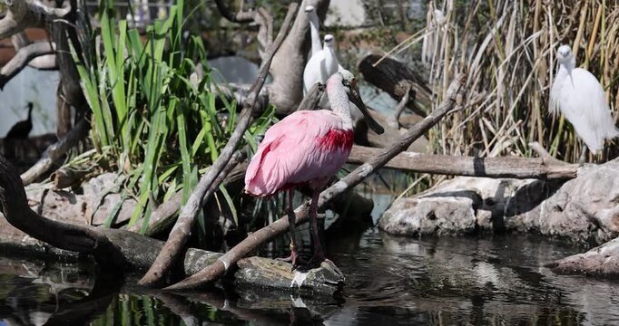 Roseate Spoonbill (Platalea ajaja) bird on a sunny day.