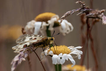 Butterfly on a flower.